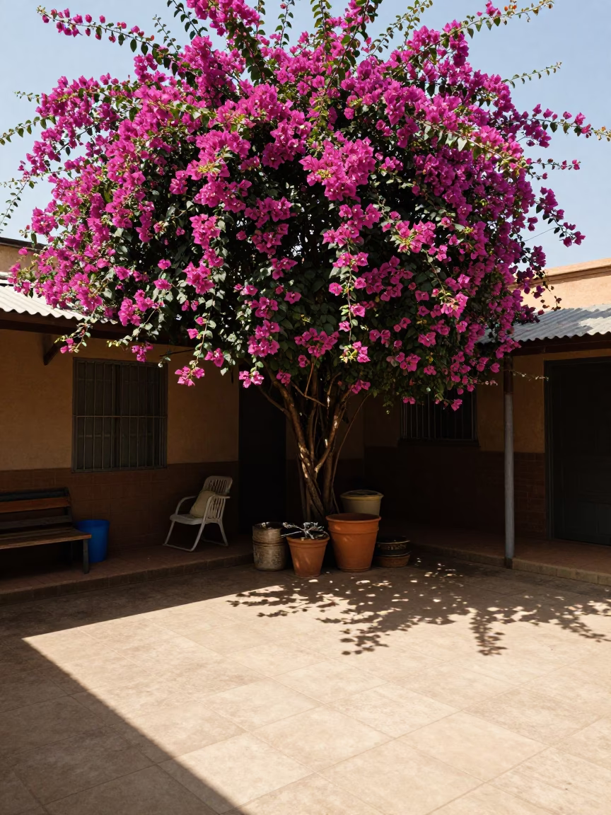 Shaded Courtyard in Johannesburg in in Johannesburg, South Africa