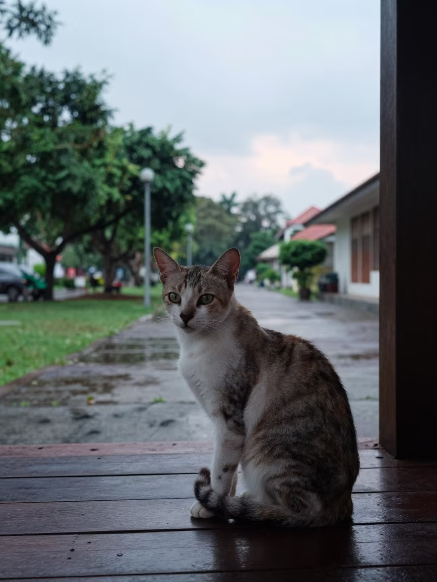 Shaded Khaomanee Cat on Semarang Porch in along a quiet park path with soft open shade and a clean background near Semarang