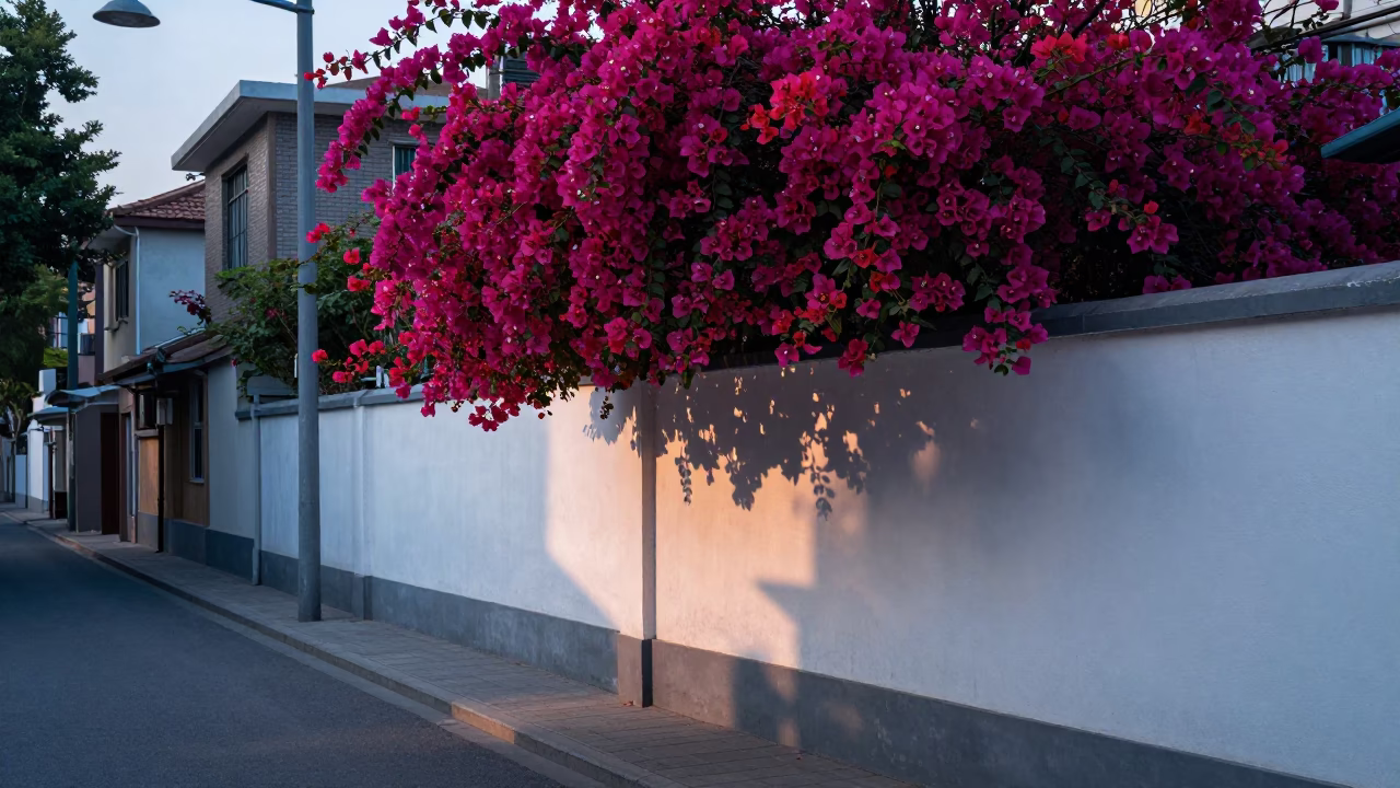 Shanghai China Dawn Street Scene with Bougainvillea Cascade Over White Wall in in Shanghai, China