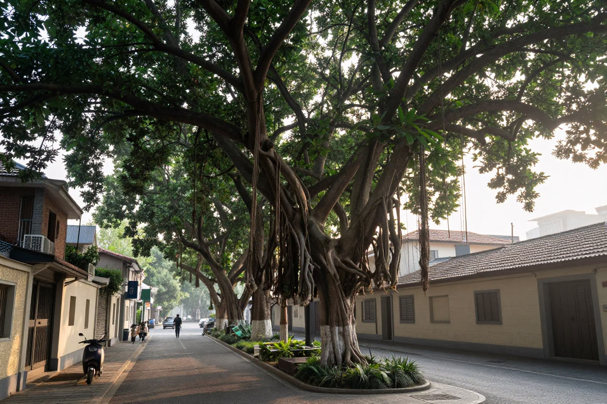 Shanghai China Street Scene Just After Sunrise with Banyan Tree and Early Morning Commuters in in Shanghai, China