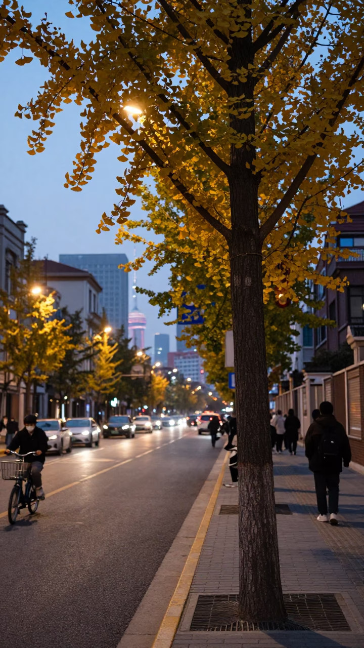 Shanghai Early Evening Street Scene with Ginkgo Tree and Urban Life in in Shanghai, China