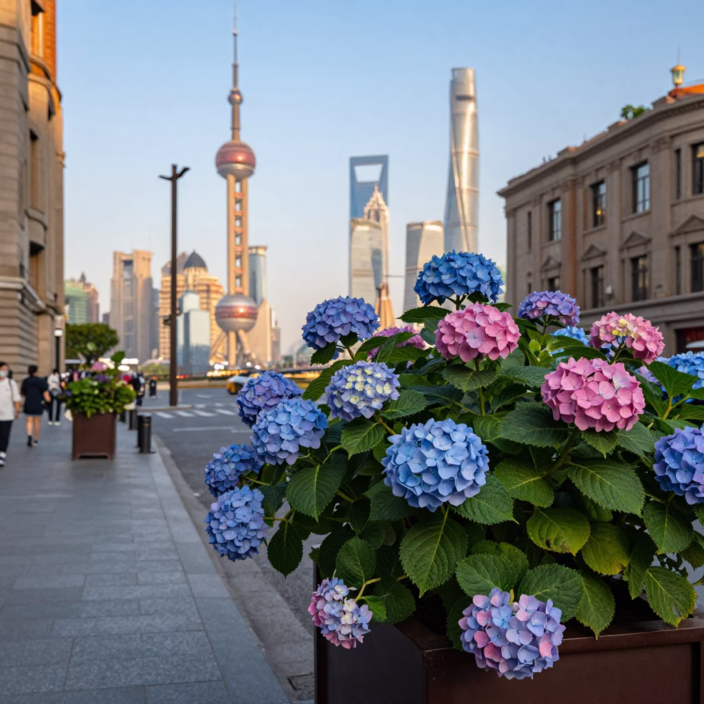 Shanghai Late Afternoon Street Scene with Hydrangea Bush and Heritage Tram on Cobblestone Avenue in in Shanghai, China