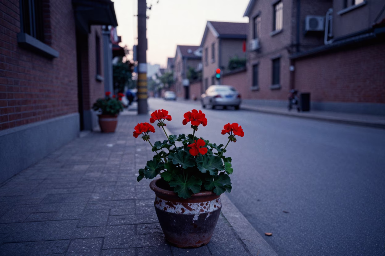 Shanghai Pre-Dawn Street Scene with Geraniums and Urban Details in in Shanghai, China