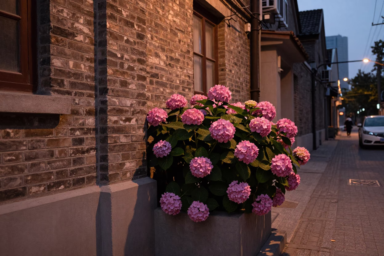 Shanghai Street Scene at Dusk with Hydrangeas and Local Life in in Shanghai, China