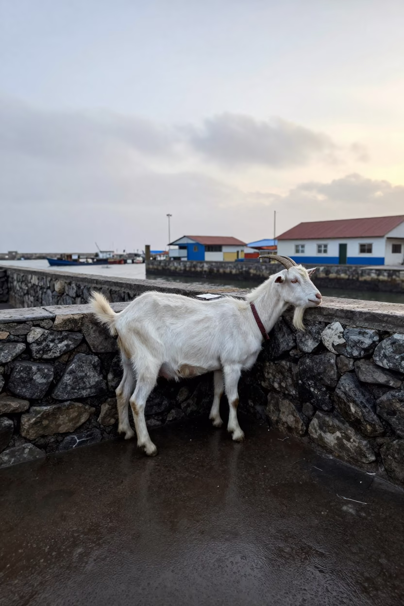 Shepherd Milking Goat at Guarenas Harbor Dawn in at a harbor quay near Guarenas