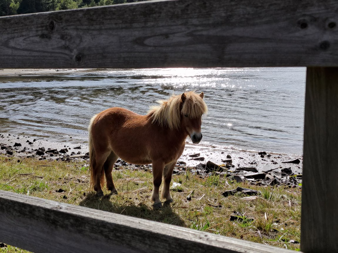 Shetland Pony Beside Tidal Inlet Vermont in beside a tidal inlet in Vermont
