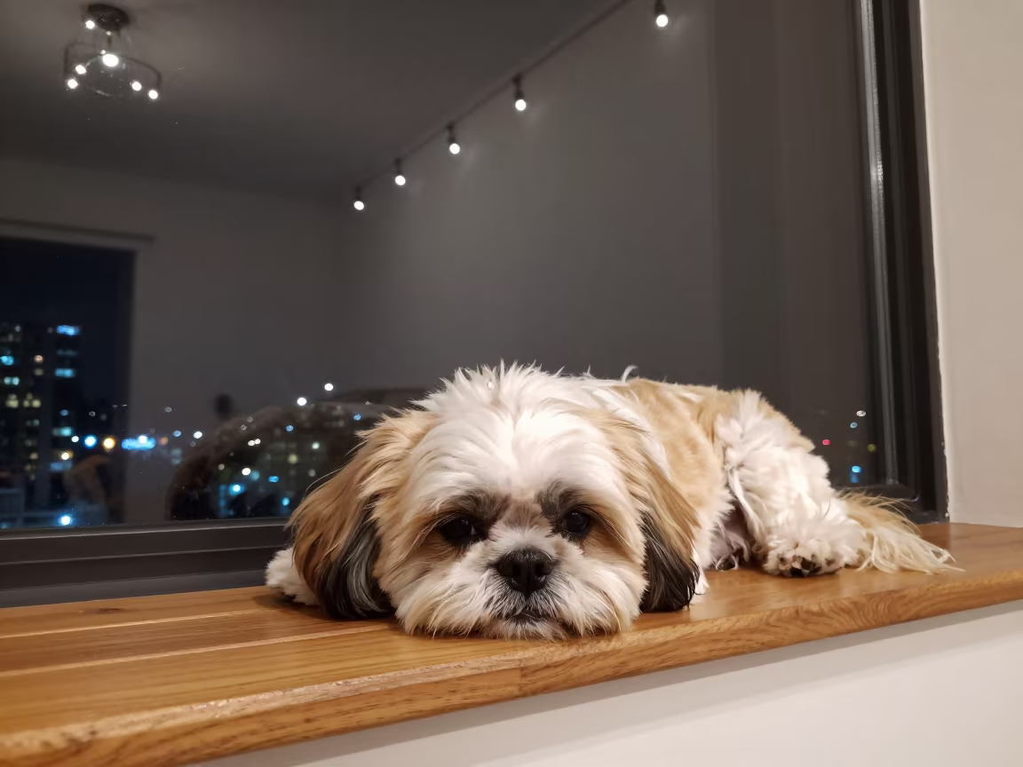 Shih Tzu on Window Seat in Chittagong Evening in on a window seat in a quiet apartment with soft side light in Chittagong
