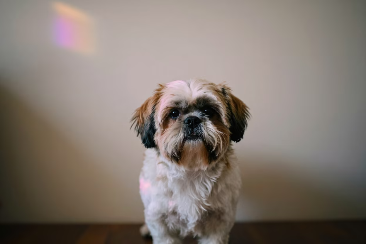 Shih Tzu Portrait Near Plain Wall in Soft Light in beside a plain plaster wall in soft indoor light with the animal centered in frame near Jinja