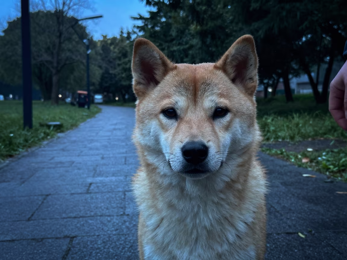 Shikoku Ken Portrait in Early Spring Park in along a quiet park path with soft open shade and a clean background near Pul-e Khomri