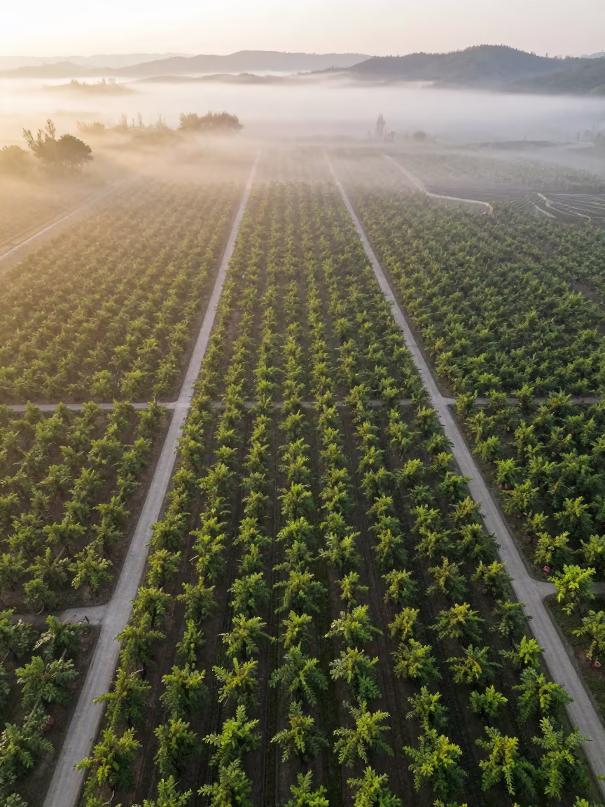 Sichuan Orchard Grids Above Golden Sunset Fog in high above patterned rooftops in Sichuan