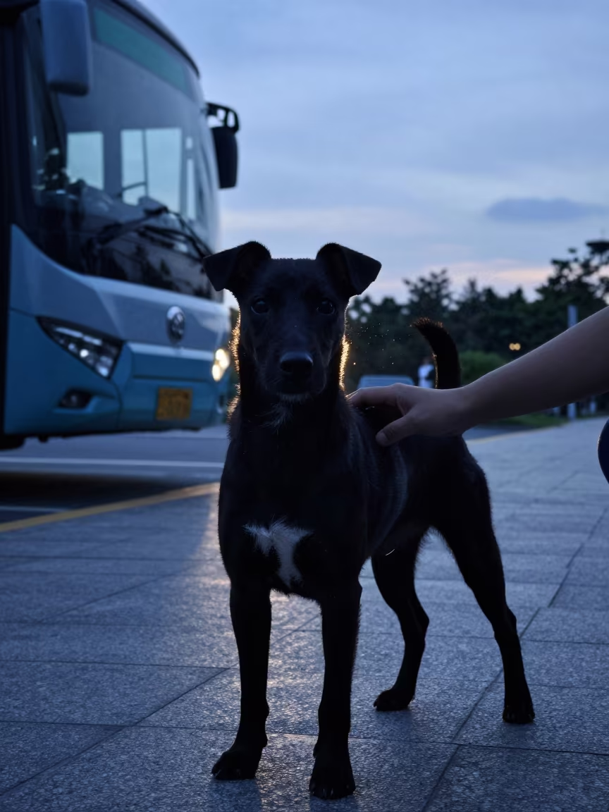 Silhouette Brazilian Terrier Twilight Park Guangzhou in along a quiet park path with soft open shade and a clean background in Zhujiang New Town, Guangzhou