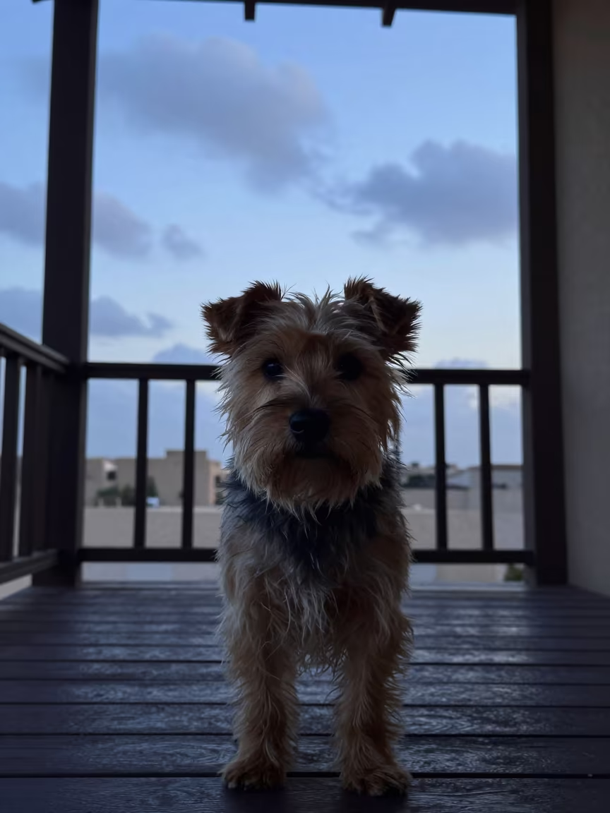 Silhouette of Norfolk Terrier on Riyadh Porch in on a shaded front porch with boards, railings, and eye-level framing near Riyadh