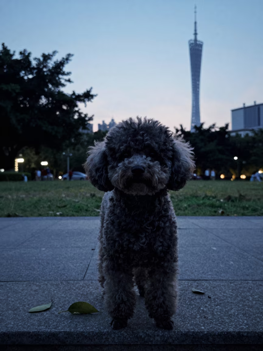 Silhouette Toy Poodle on Park Path Evening in along a quiet park path with soft open shade and a clean background near Shamian Island, Guangzhou