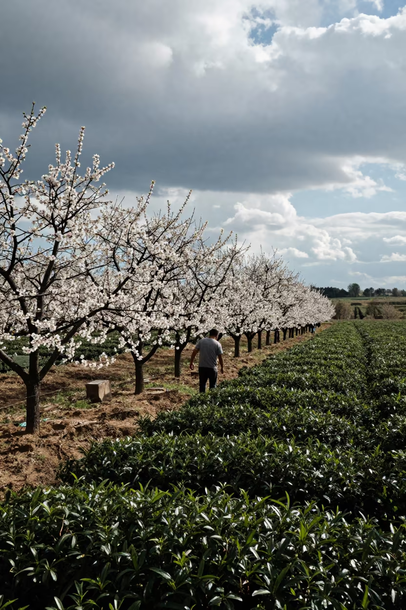 Silhouetted Almond Blossoms Against Dramatic Clouds in at the edge of a tea plantation in Belgrade