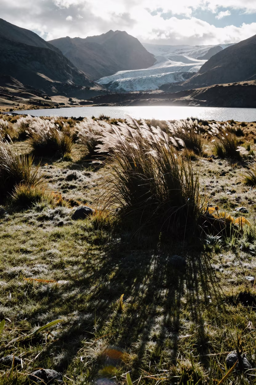 Silhouetted Alpine Reeds in Early Morning Shadow in across a floodplain after rain near Quito