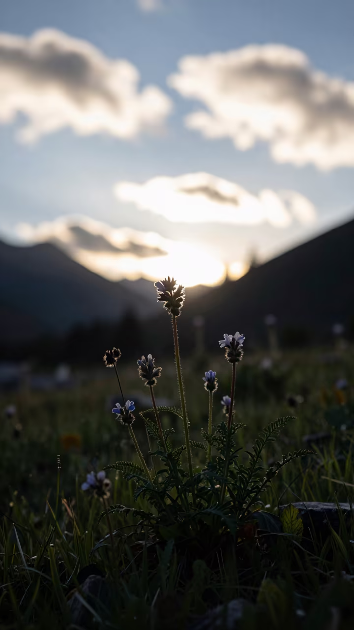 Silhouetted Alpine Wildflowers Near Lhasa at Dusk in on a fern-lined forest floor near Lhasa
