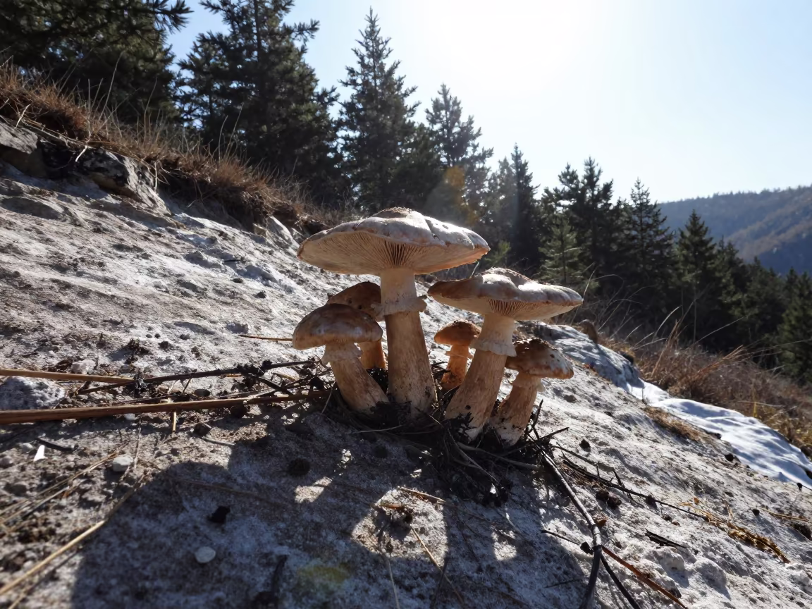 Silhouetted Amanita Mushrooms on Salt Cliff in along a salt-sprayed cliff edge in Turkmenistan