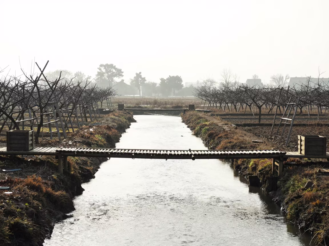 Silhouetted Bamboo Footbridge Over Winter Rice Canal in among orchard ladders and crates near Auckland