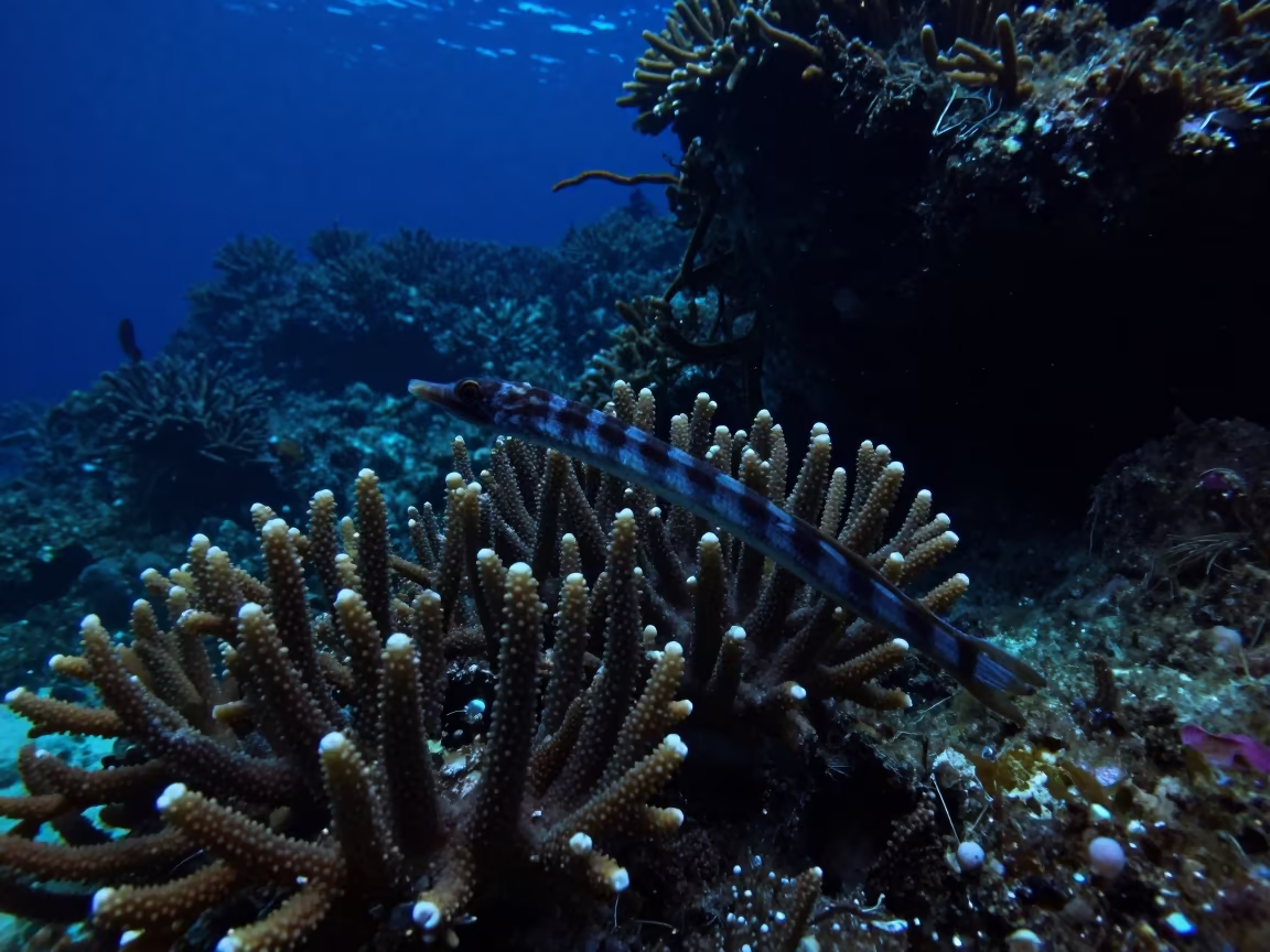 Silhouetted Banded Pipefish in Midnight Cebu Waters in beside a reef crevice under clear water near Cebu