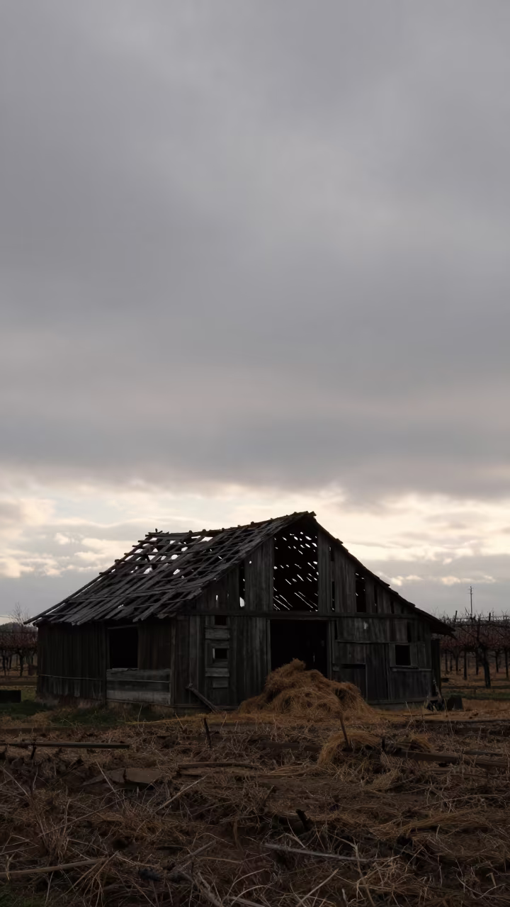 Silhouetted Barn Collapse Winter Sunset Jaramana in between vineyard trellises near Jaramana