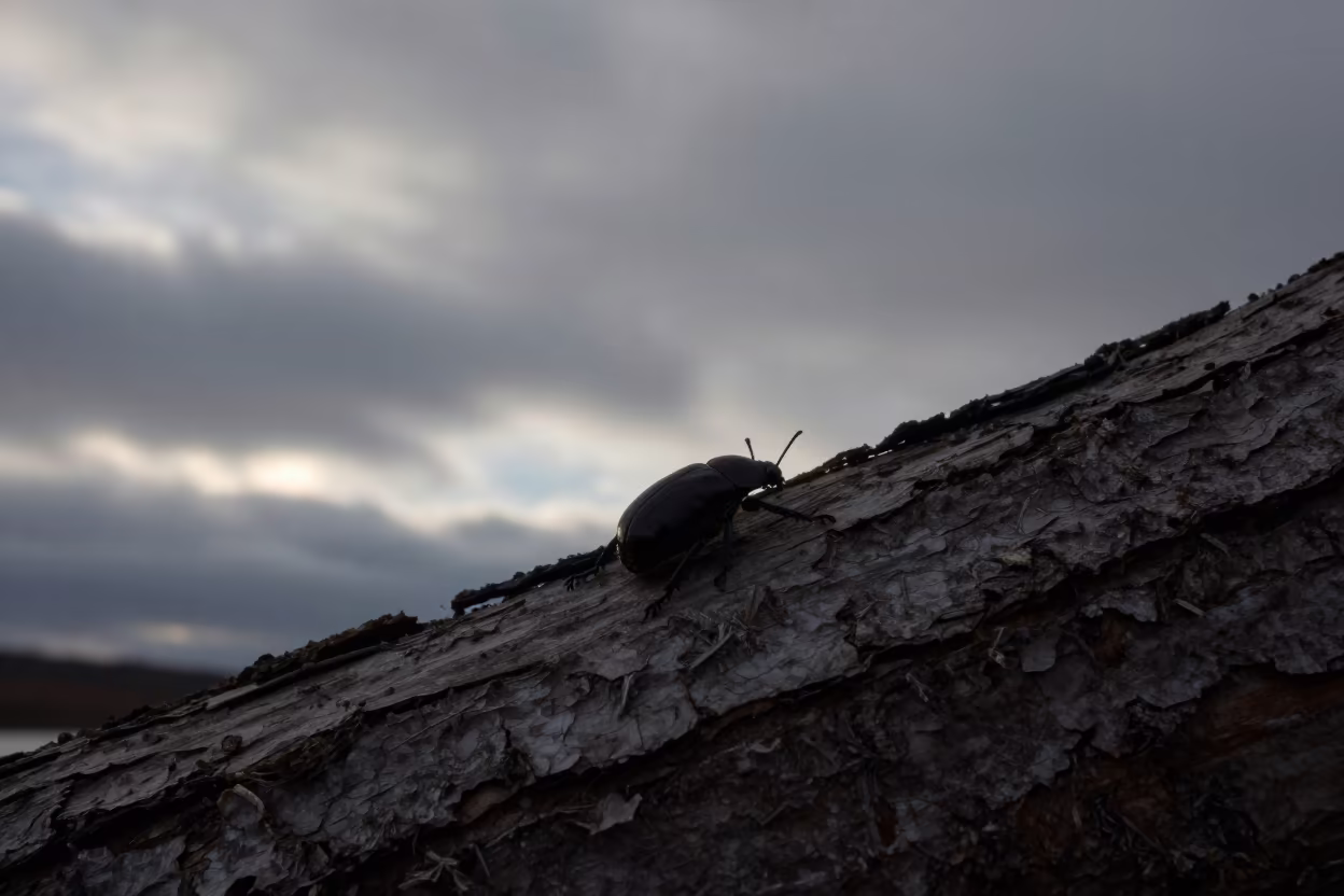 Silhouetted Beetle on Bark in Polar Night Shadow in in Norway