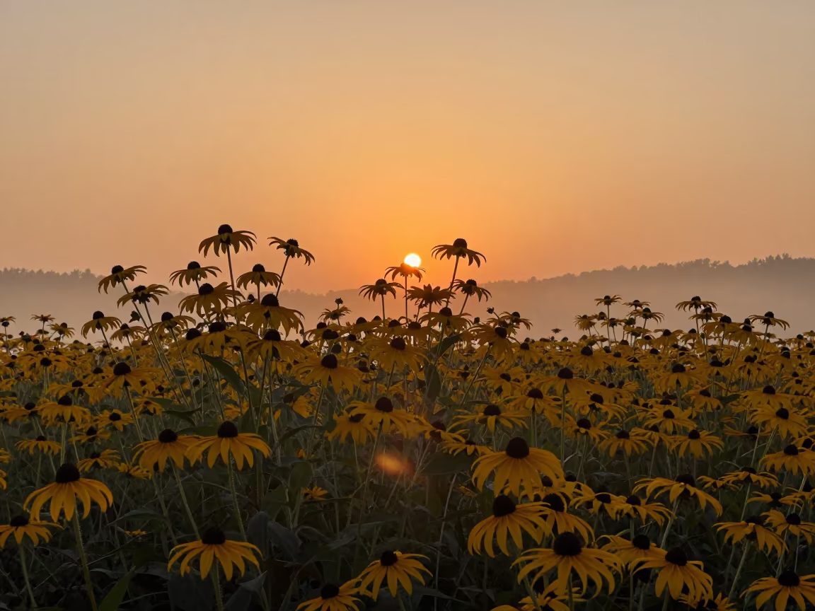 Silhouetted Black-Eyed Susans Against Incheon Sunset in near Incheon
