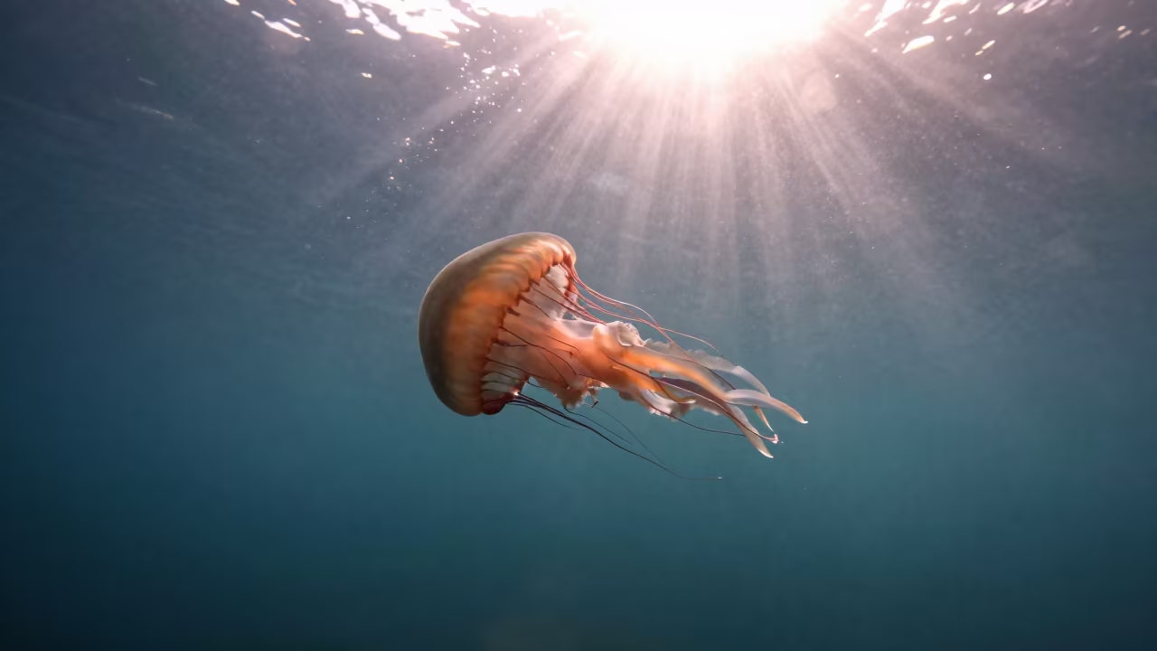 Silhouetted Box Jellyfish in Hawaii Copper Light in in Hawaii