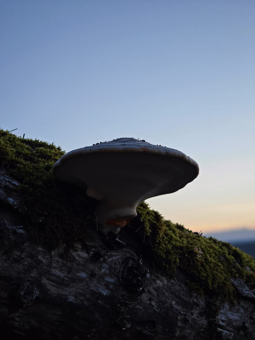Silhouetted Bracket Fungus on Autumn Moss Log in near Nablus