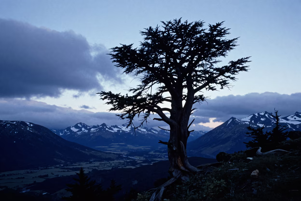 Silhouetted Bristcone Pine Patagonia Valley in across a wide valley floor in Patagonia
