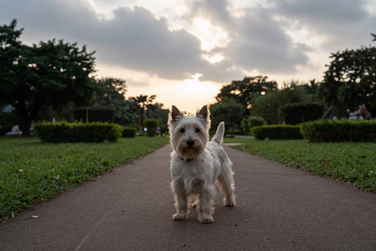 Silhouetted Cairn Terrier on Phnom Penh Path in in a small yard with clipped grass, calm light, and the animal centered in frame in Phnom Penh