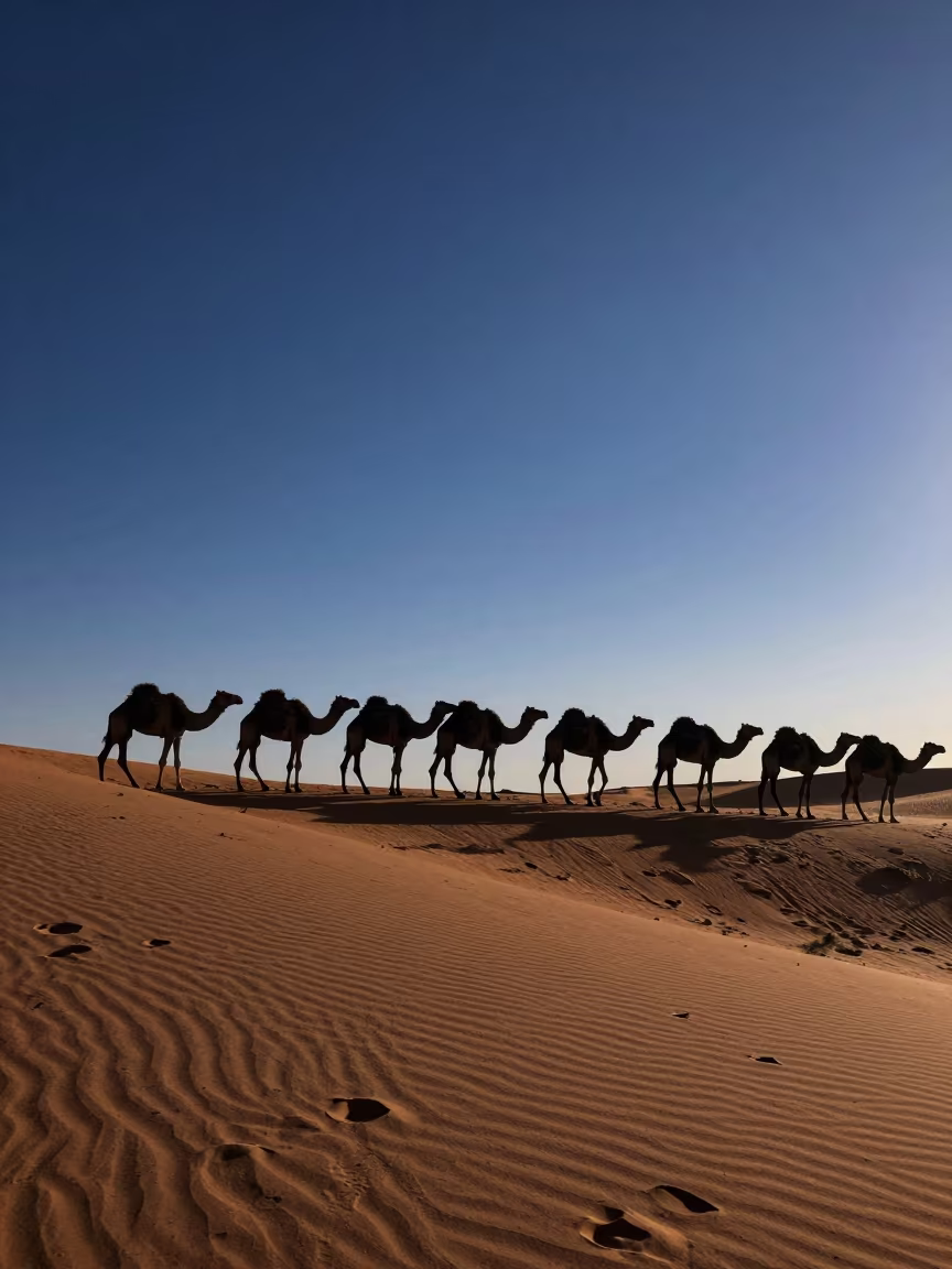 Silhouetted Camel Train Crossing Sand Dunes in near Nouakchott