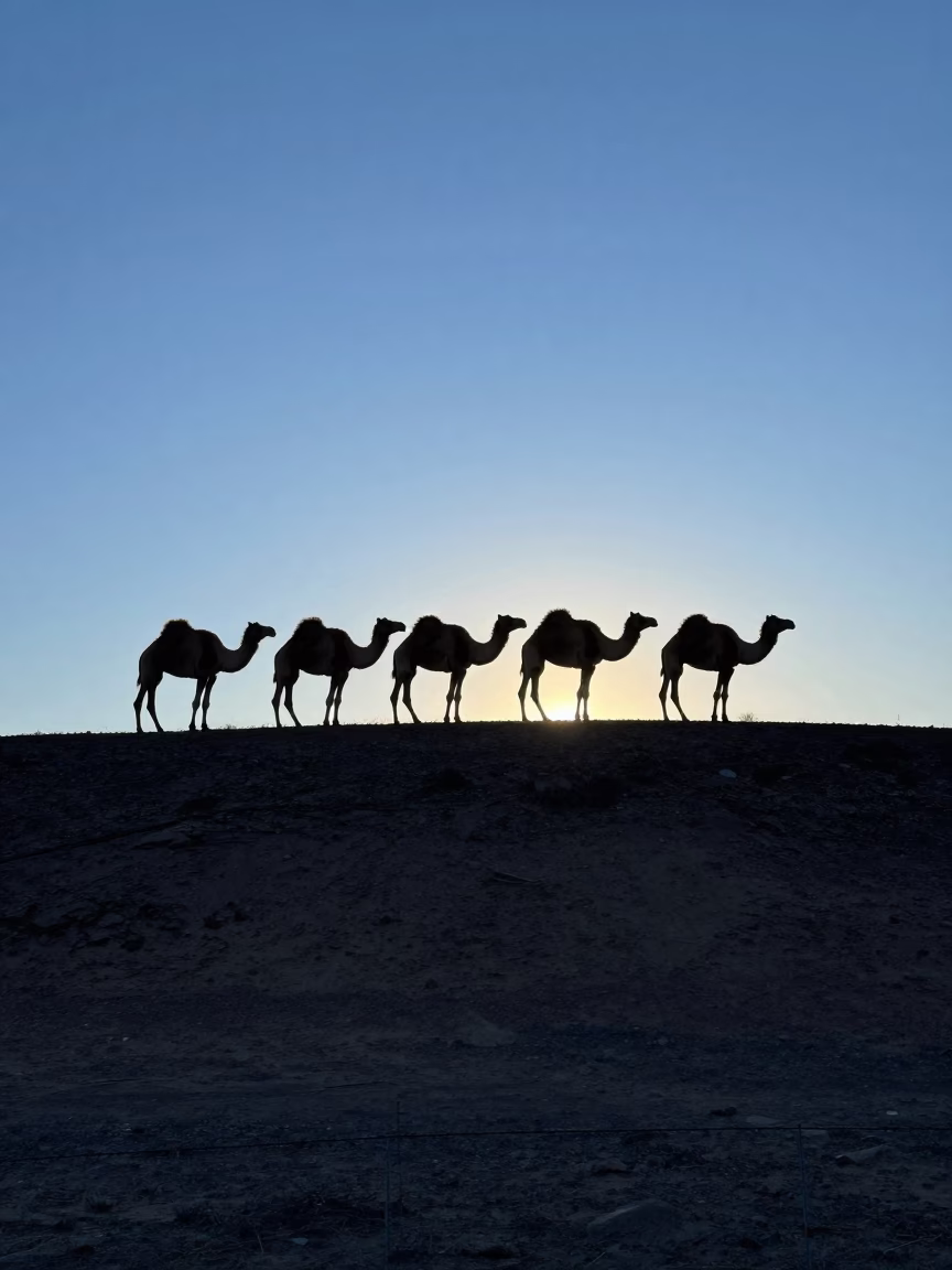 Silhouetted Camel Train Resting on Nevada Ridge in on a wind-scoured ridge in Nevada