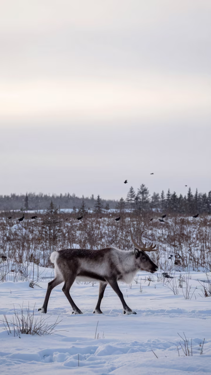 Silhouetted Caribou Stag Crossing Winter Snow in at the edge of a reed bed in Sweden