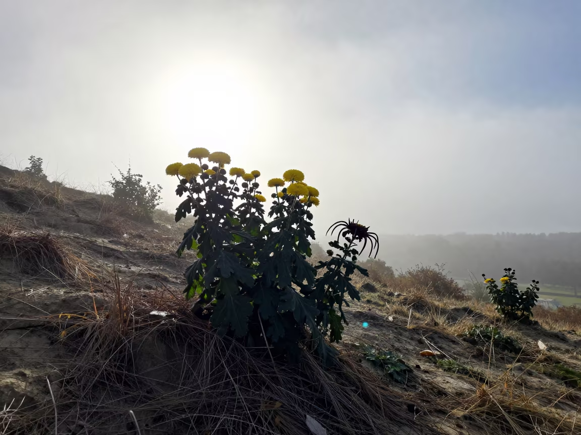 Silhouetted Chrysanthemums on Wind-Scoured London Ridge in on a wind-scoured ridge near South Bank, London