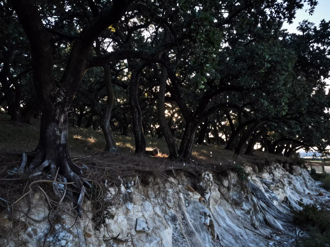 Silhouetted Cork Oaks in Late Summer Shadow in along a salt-sprayed cliff edge in Iran