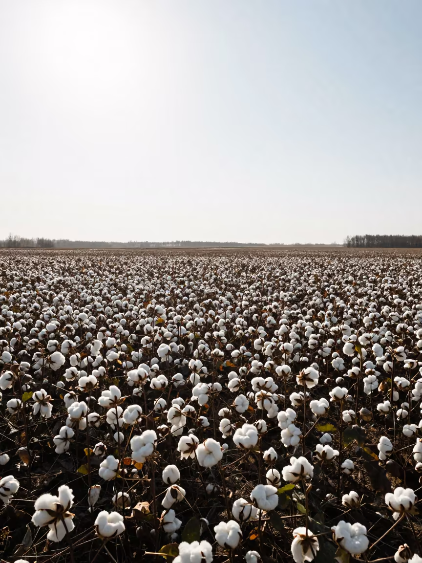 Silhouetted Cotton Bolls in Siberian Meadow Noon Light in in a bloom-heavy meadow in Siberia