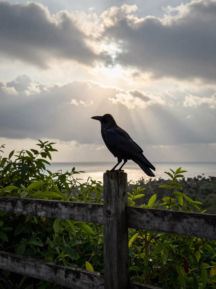 Silhouetted Crow on Fence Post in Meghalaya in along a game trail in Meghalaya