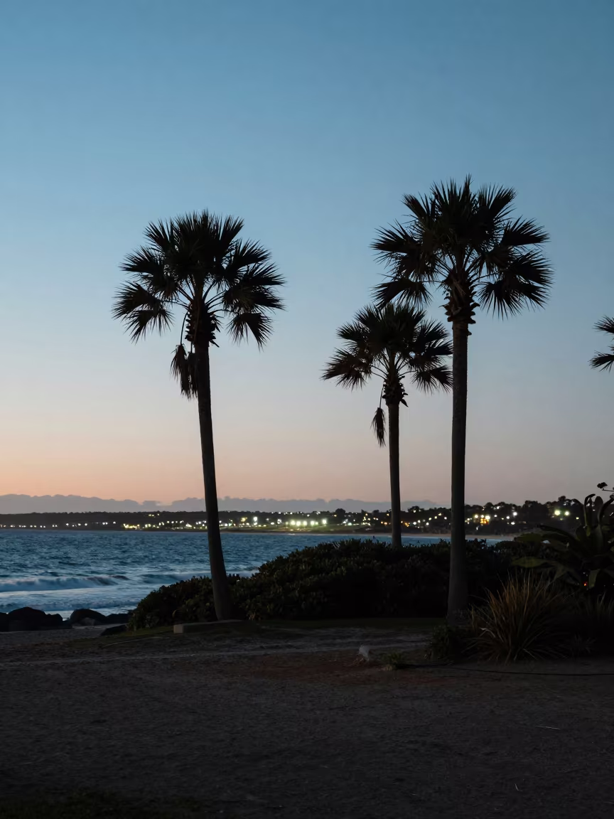 Silhouetted Date Palms Against City Lights in along a wave-cut shoreline in Western Australia