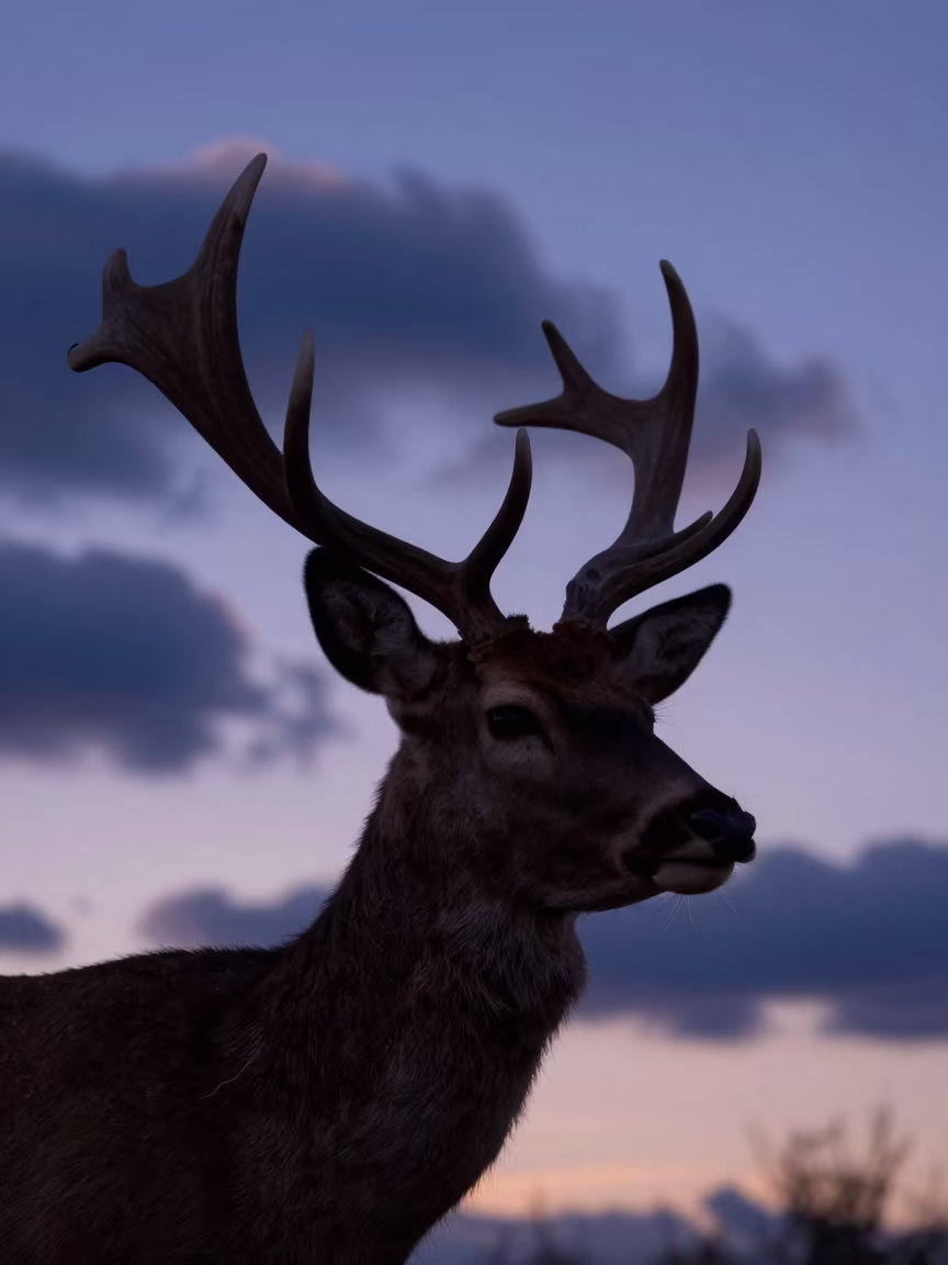 Silhouetted Deer Velvet Antlers Twilight San Rafael in near San Rafael
