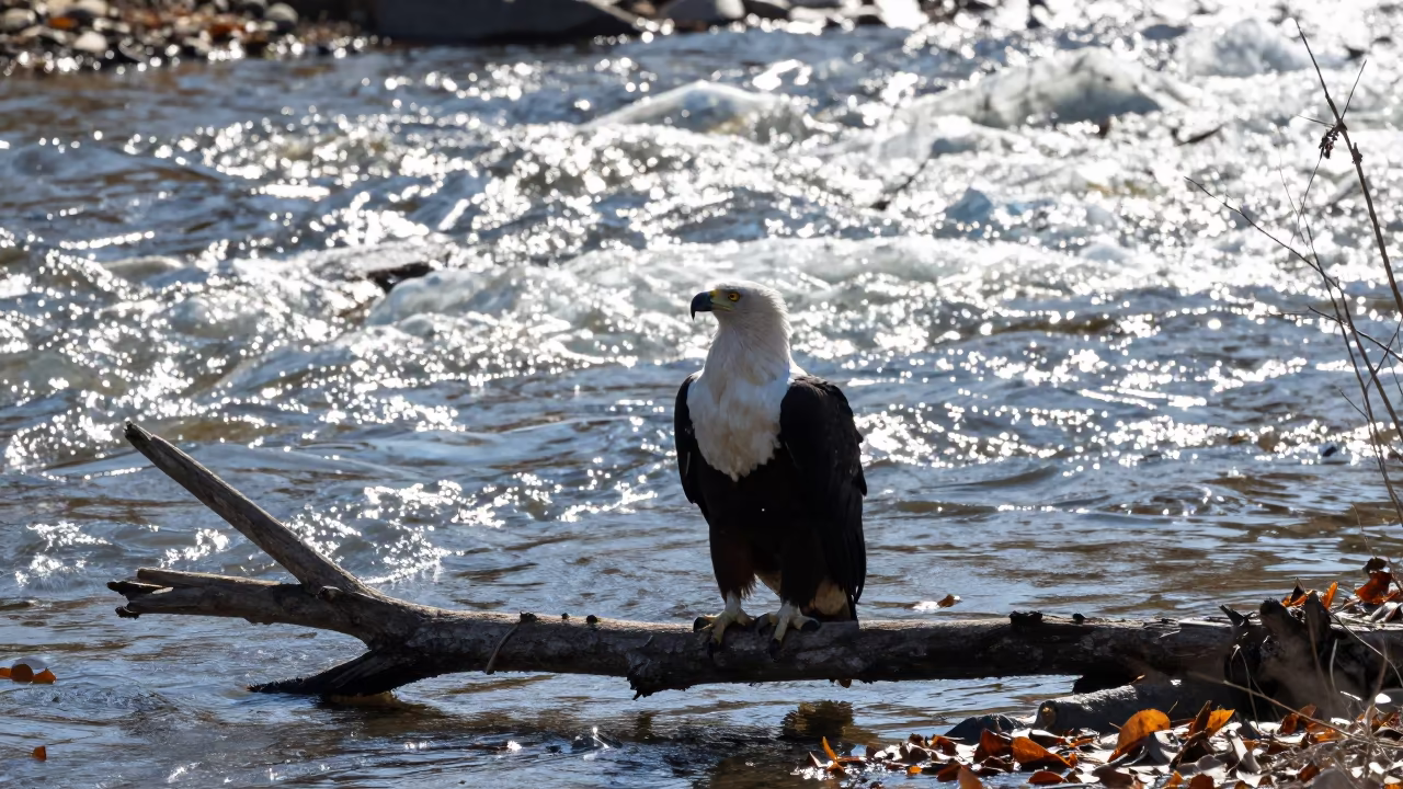 Silhouetted Eagle on Dead Tree Over Glacial Stream in above a glacial stream in Hebei