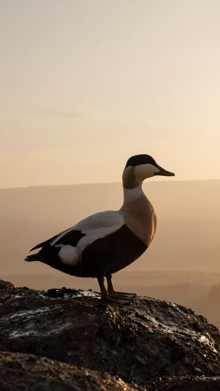 Silhouetted Eider Duck on Oaxaca Ridge at Sunset in on a wind-scoured ridge near Oaxaca