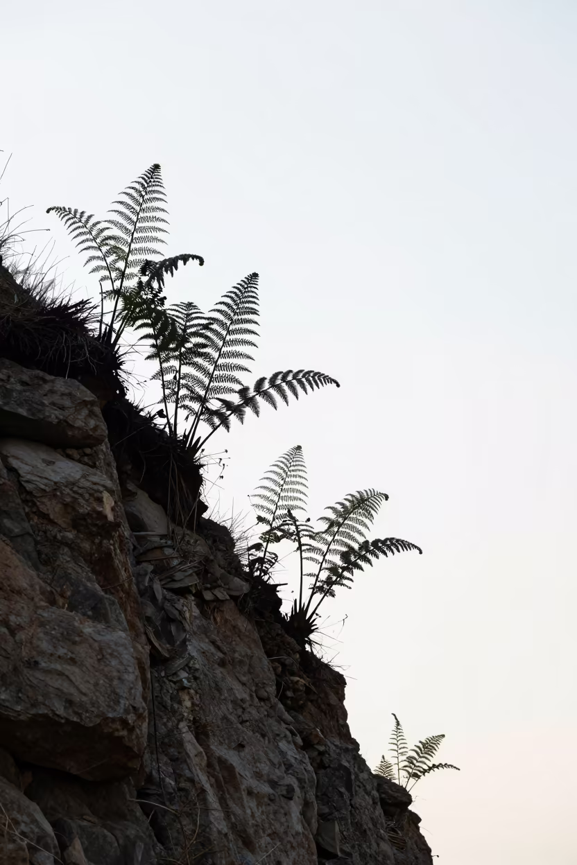 Silhouetted Ferns Unfurling on Salt-Sprayed Cliff in along a salt-sprayed cliff edge near Peshawar