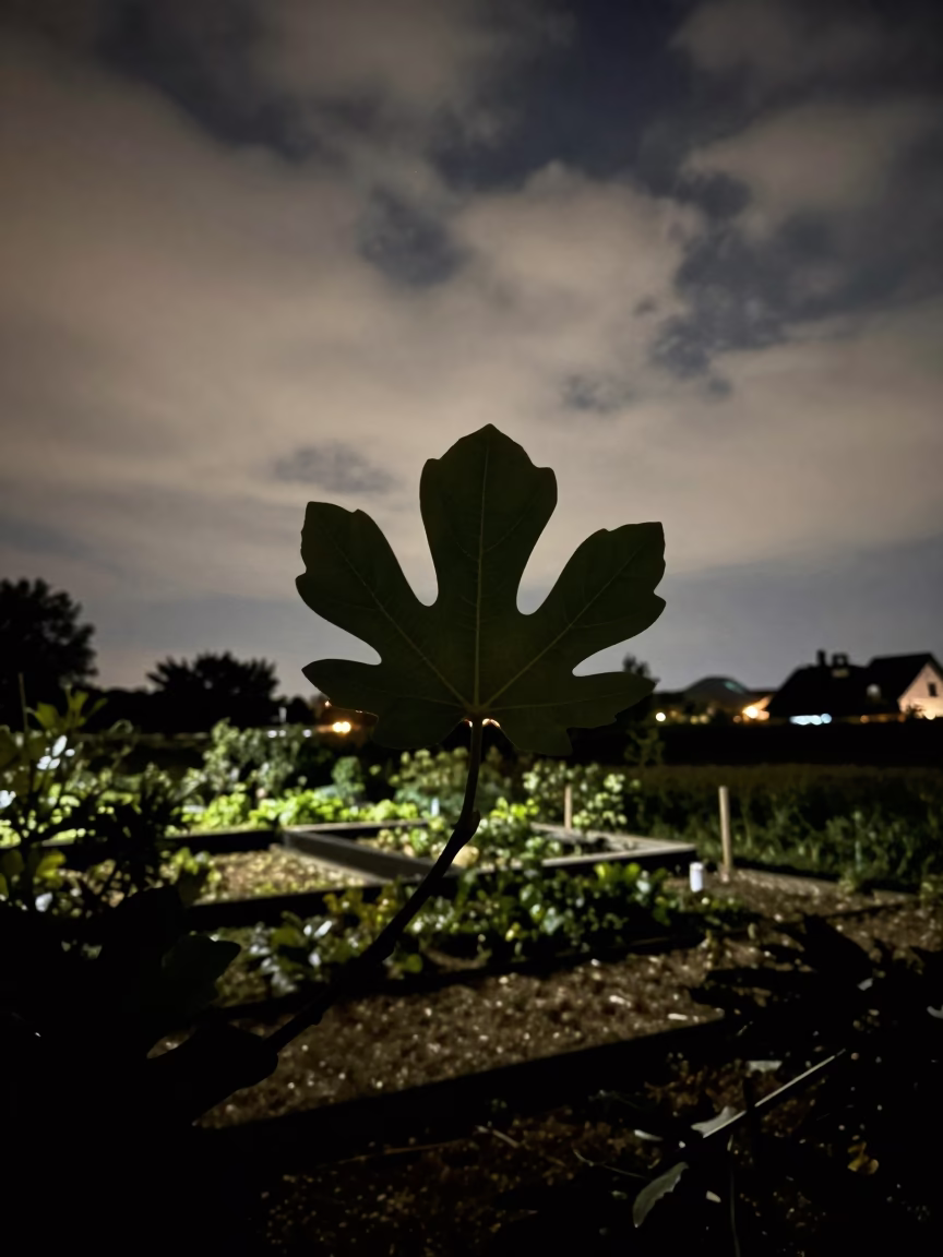Silhouetted Fig Leaf Against Starlight Near Maastricht in among terraced garden plots near Maastricht