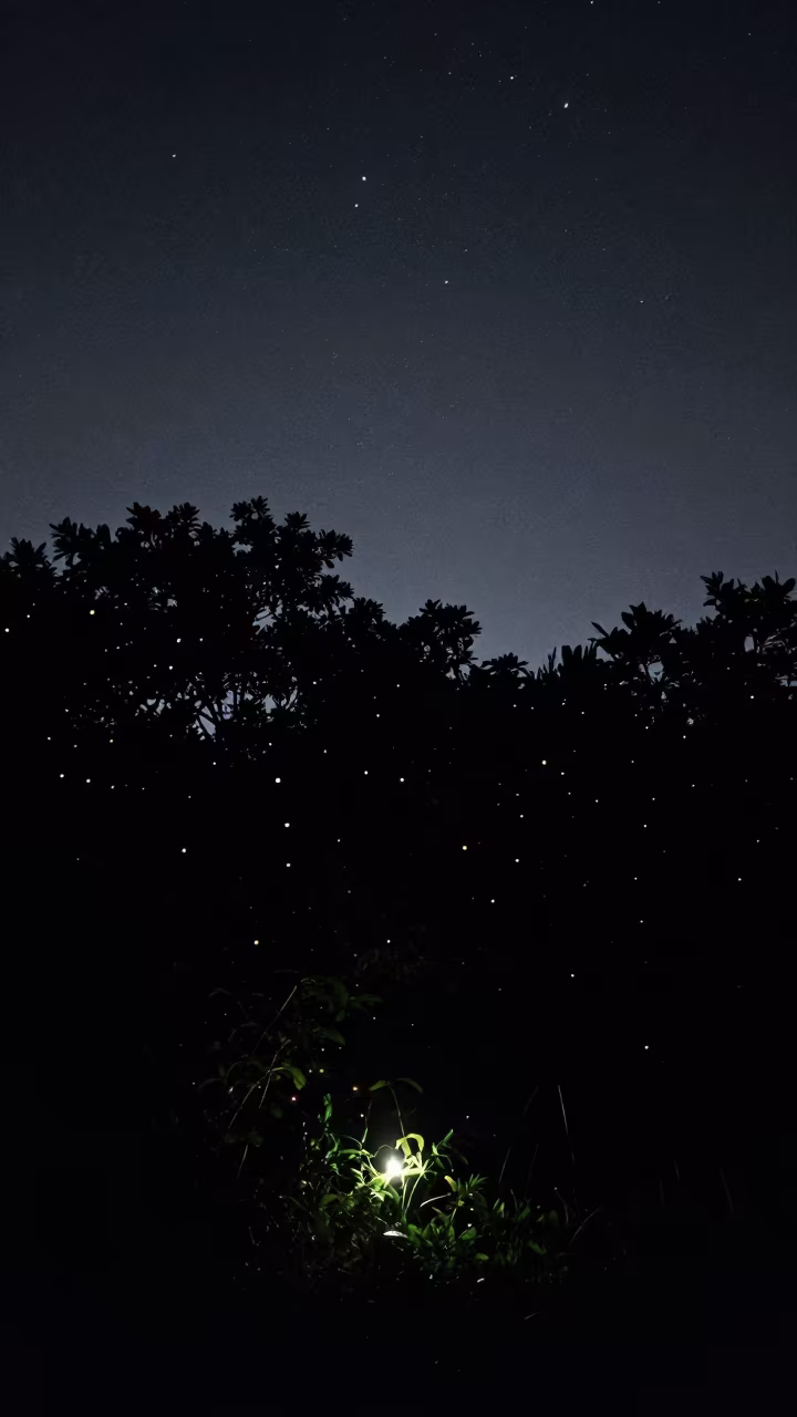 Silhouetted Fireflies Against Star Field Near City in near Ho Chi Minh City