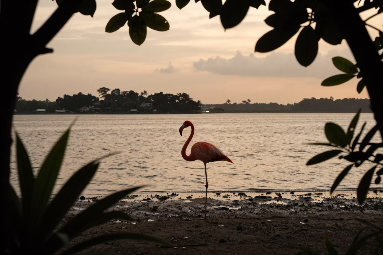Silhouetted Flamingo at Singapore Tidal Inlet in beside a tidal inlet near Holland Village, Singapore