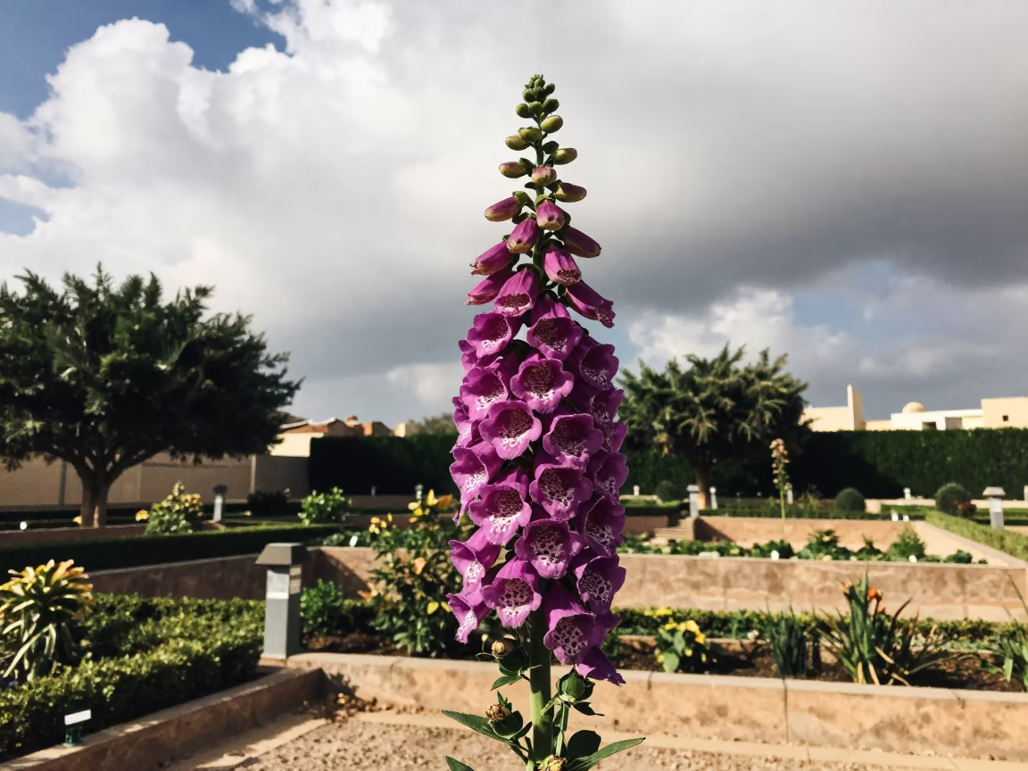 Silhouetted Foxglove Spire Against Storm Clouds in among terraced garden plots near Sharjah