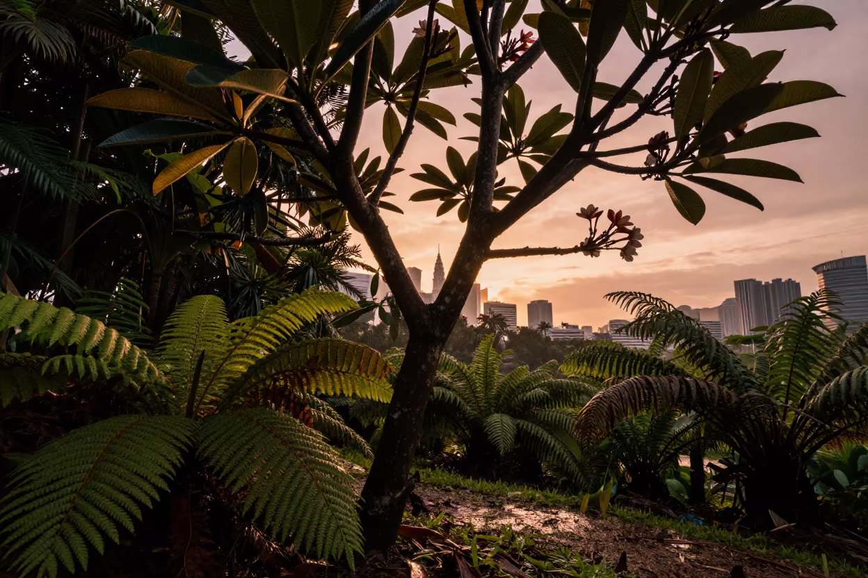 Silhouetted Frangipani Tree in Monsoon Light in on a fern-lined forest floor near KLCC, Kuala Lumpur