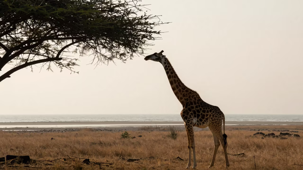 Silhouetted Giraffe Reaching Acacia Leaves in beside a tidal inlet in Indonesia