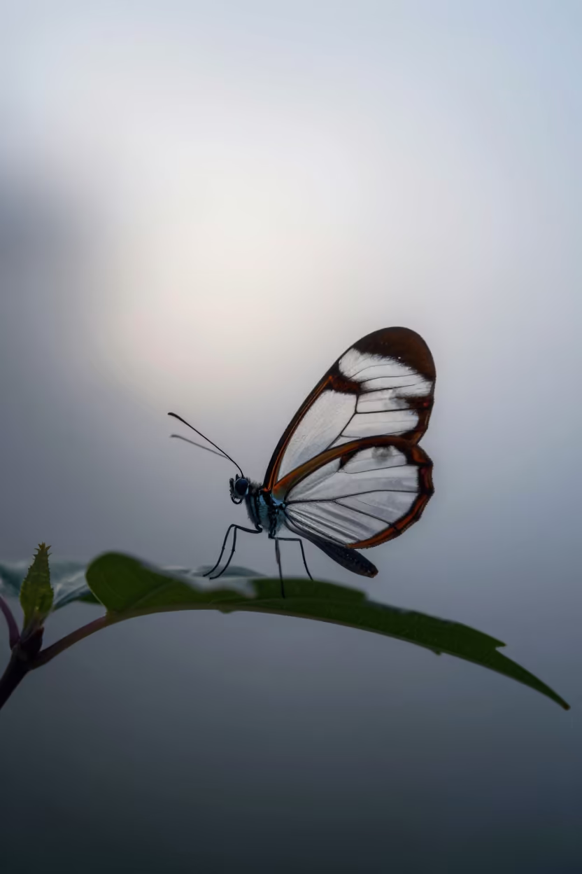 Silhouetted Glasswing Butterfly Before Dawn in in Italy