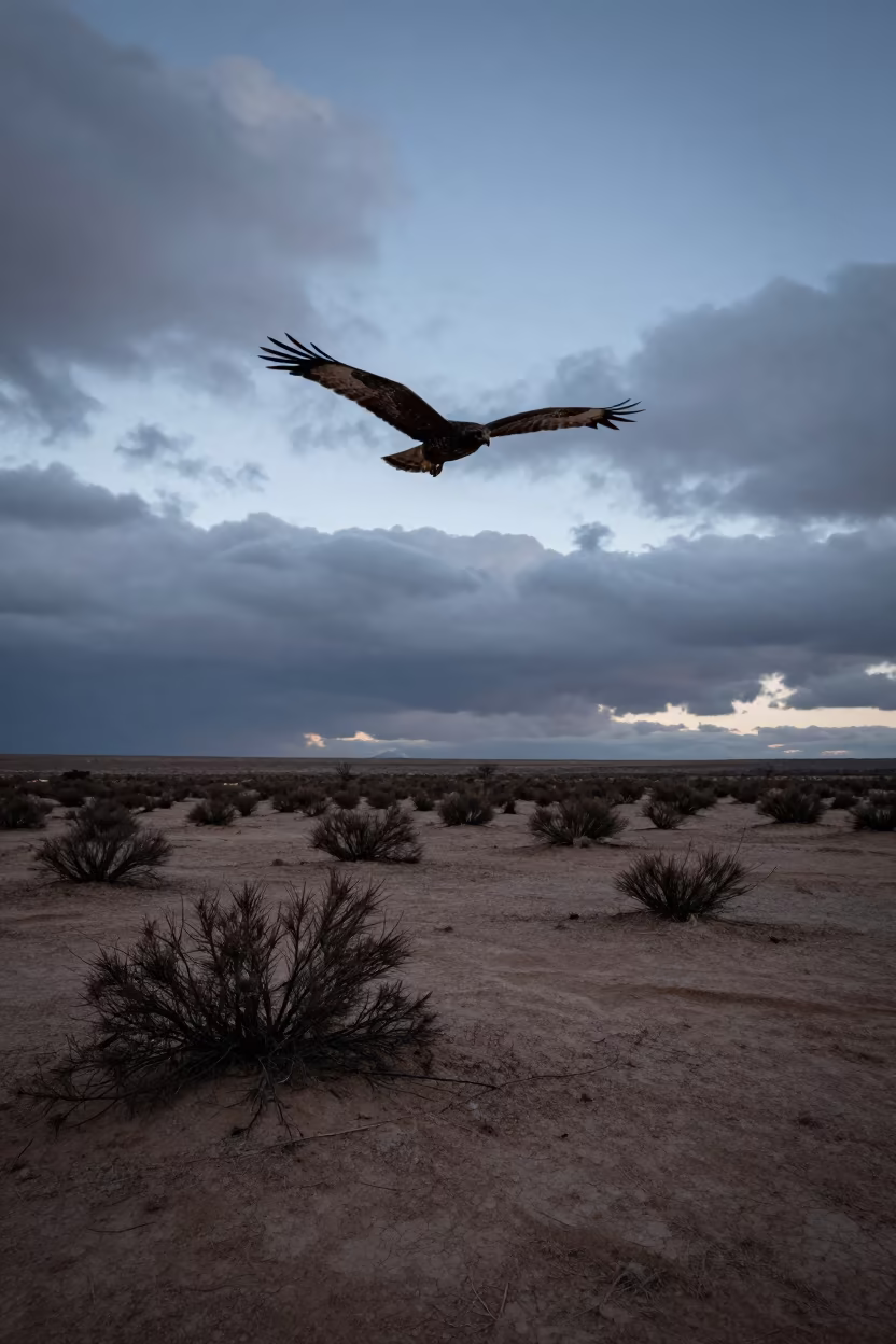 Silhouetted Hawk Circling Over Torreón Winter Sky in near Torreón